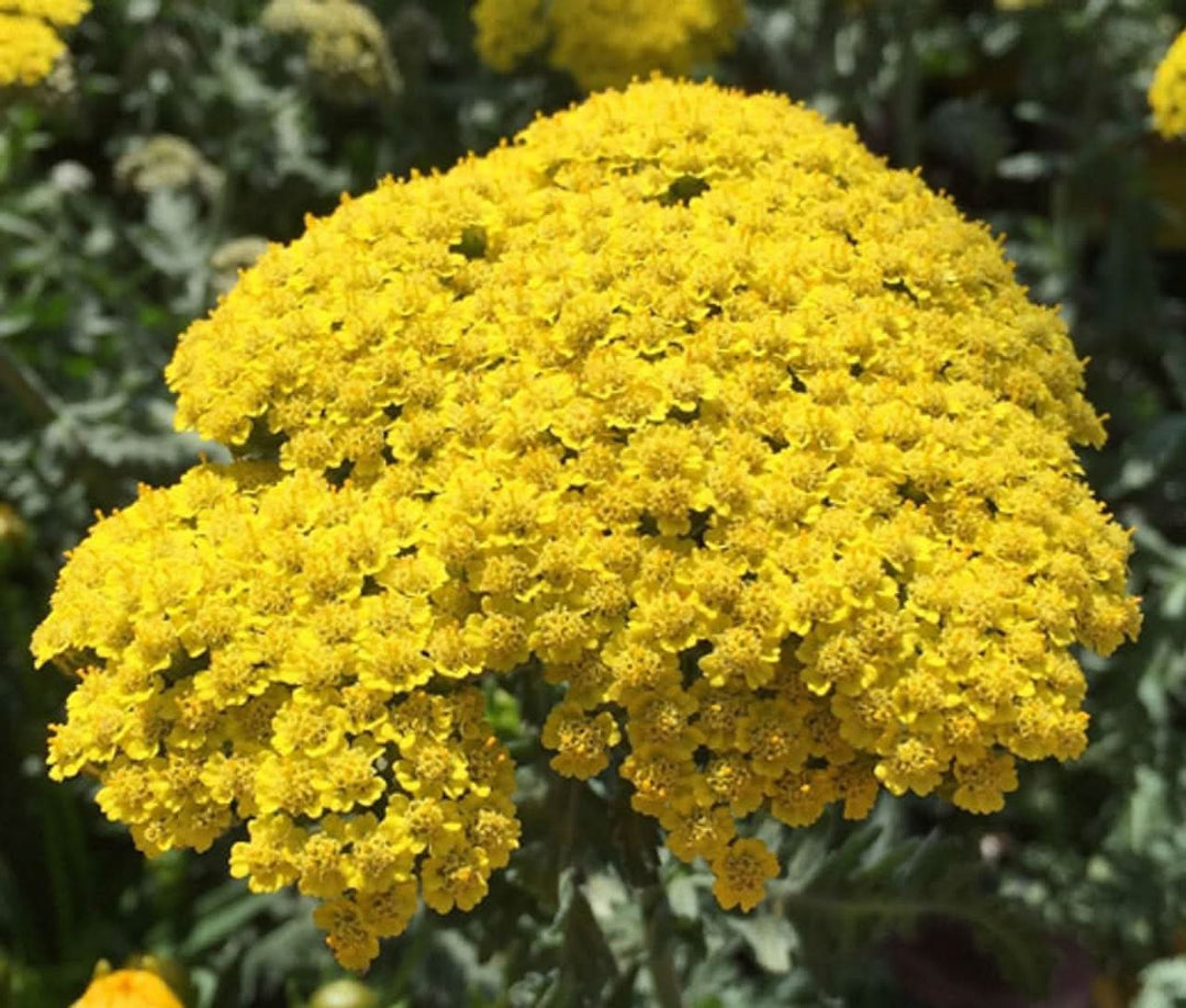 heirloom non flower seeds