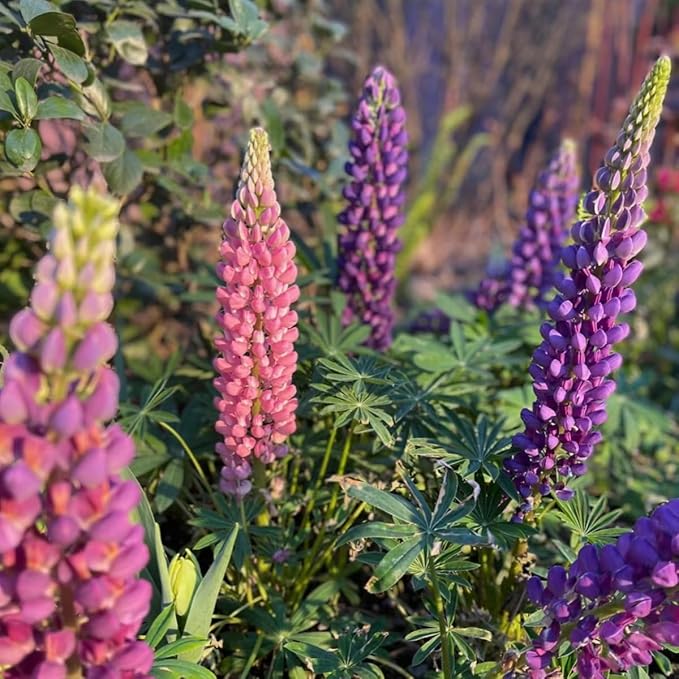 lupine lupinus flower seeds
