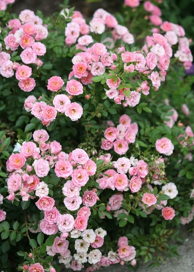 pink mini flower seeds
