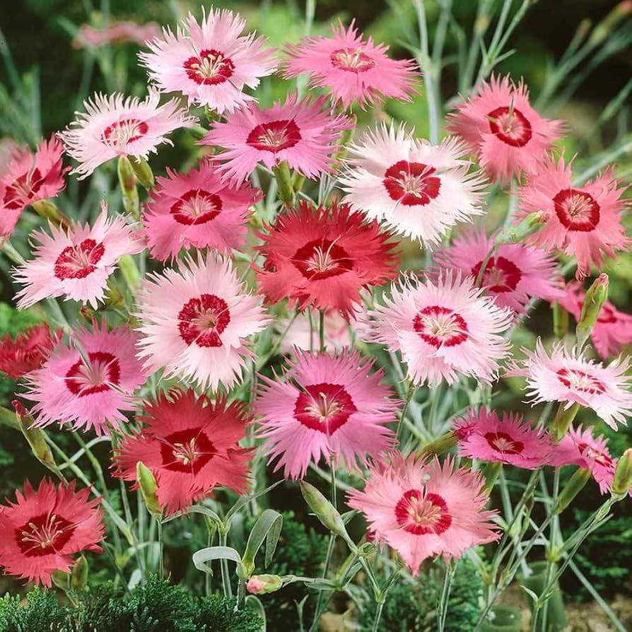 dianthus plumarius flower seeds