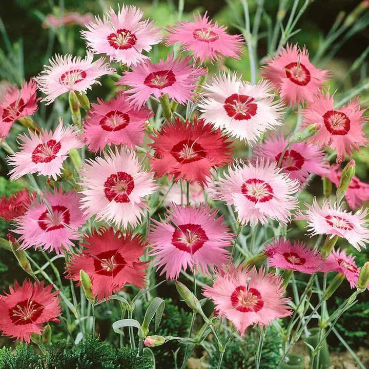 Dianthus Plumarius Mix Border Pinks Perennial Flower Flower Seeds Home Garden Planting,