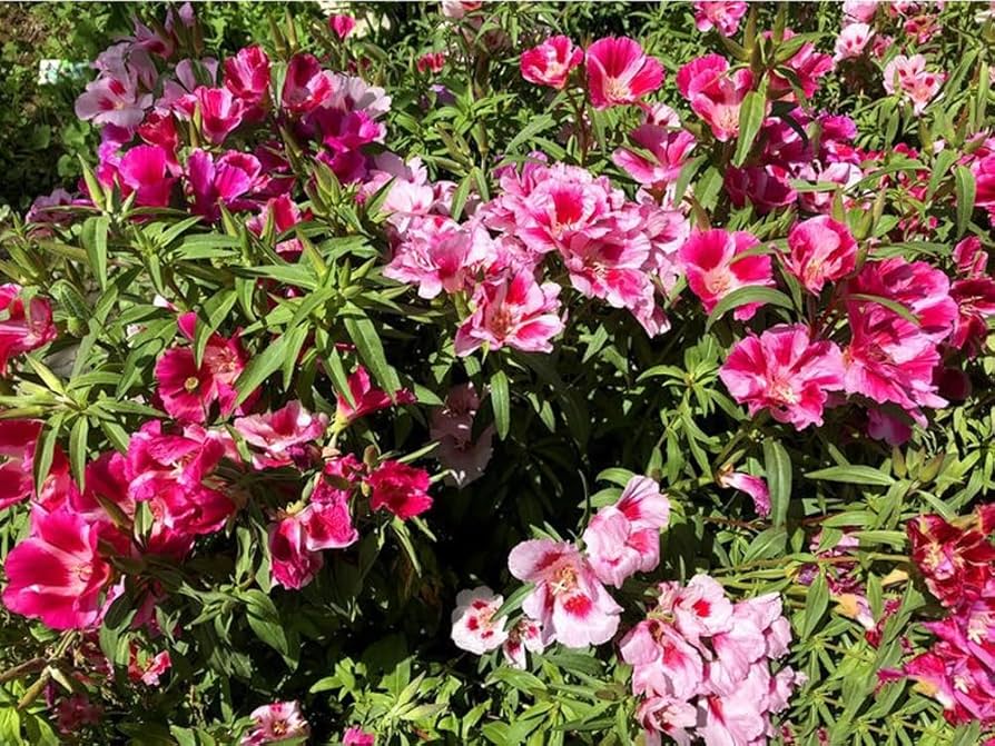 godetia dwarf flower seeds