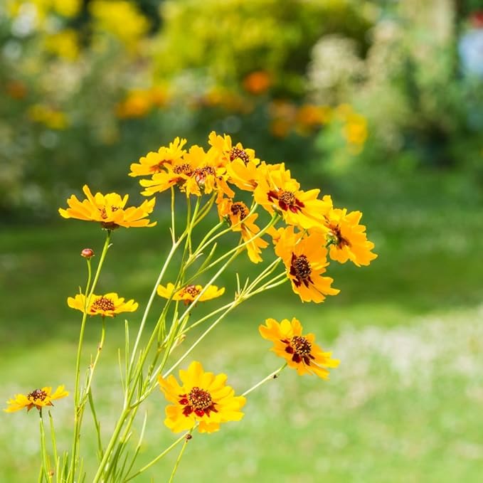 Gule Coreopsis blomsterfrø til udplantning, friske og levende, 100 stk