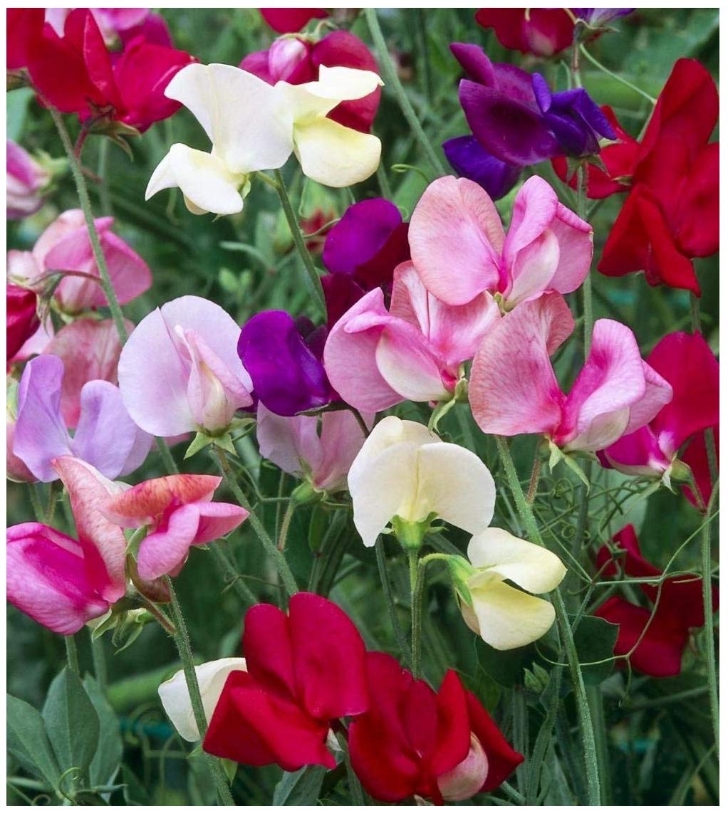 Heirloom Non-GMO Sweet Pea Knee Flower Seeds for Planting – Fragrant Climbing Blooms | High Germination