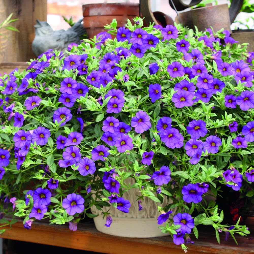 heirloom calibrachoa flower seeds