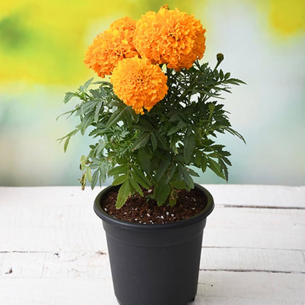 pot marigold flower seeds