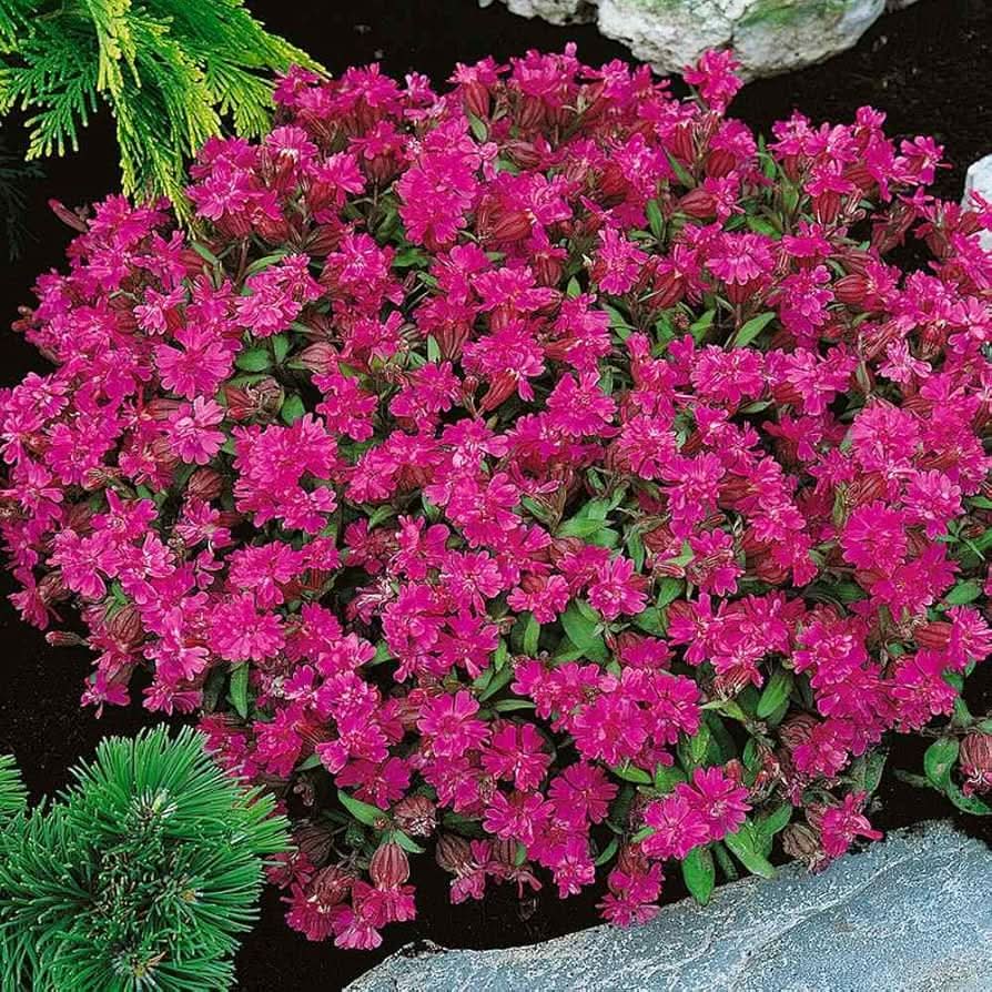 pink silene flower seeds