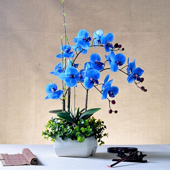 Organic Blue Phalaenopsis Orchid Flower Seeds for Planting – Heirloom, Non-GMO Seeds