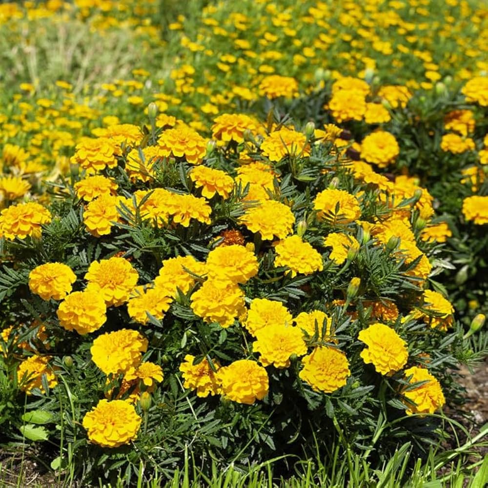 gold medallion flower seeds