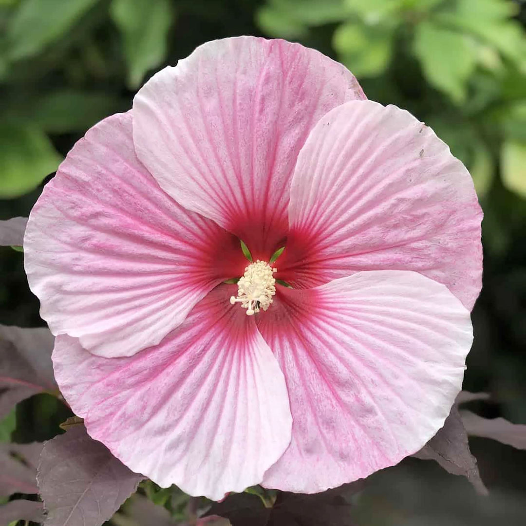dinnerplate hibiscus flower seeds