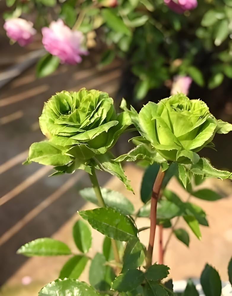 green rose flower seeds