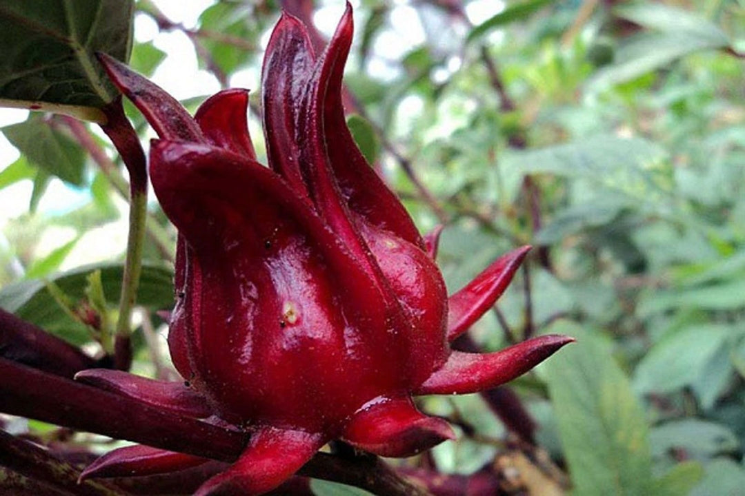 Roselle Hibiscus Blomsterfrø til udplantning, 100 stk