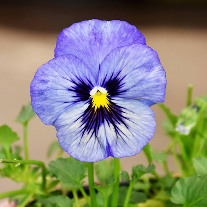 Fresh Pansy Flower Seeds for Planting, Blue Mix 100 pcs