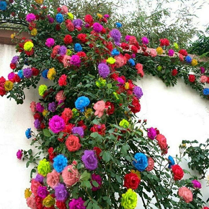 Multi Colored Rose Seeds for Planting 100 pcs