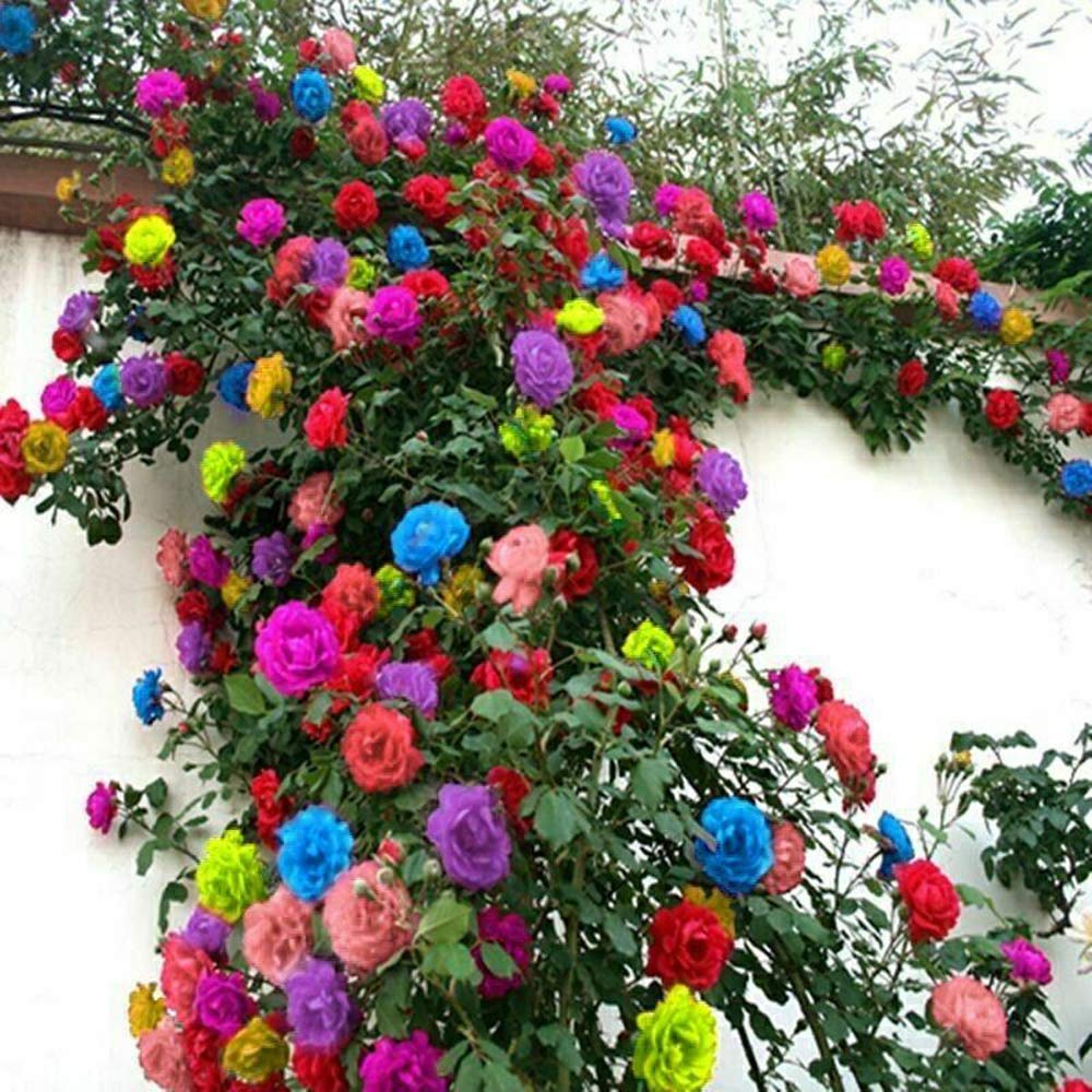 rose flower seeds online Multi Colored Rose Seeds – Heirloom, Non-GMO, High Germination Organic – Neeraseeds
