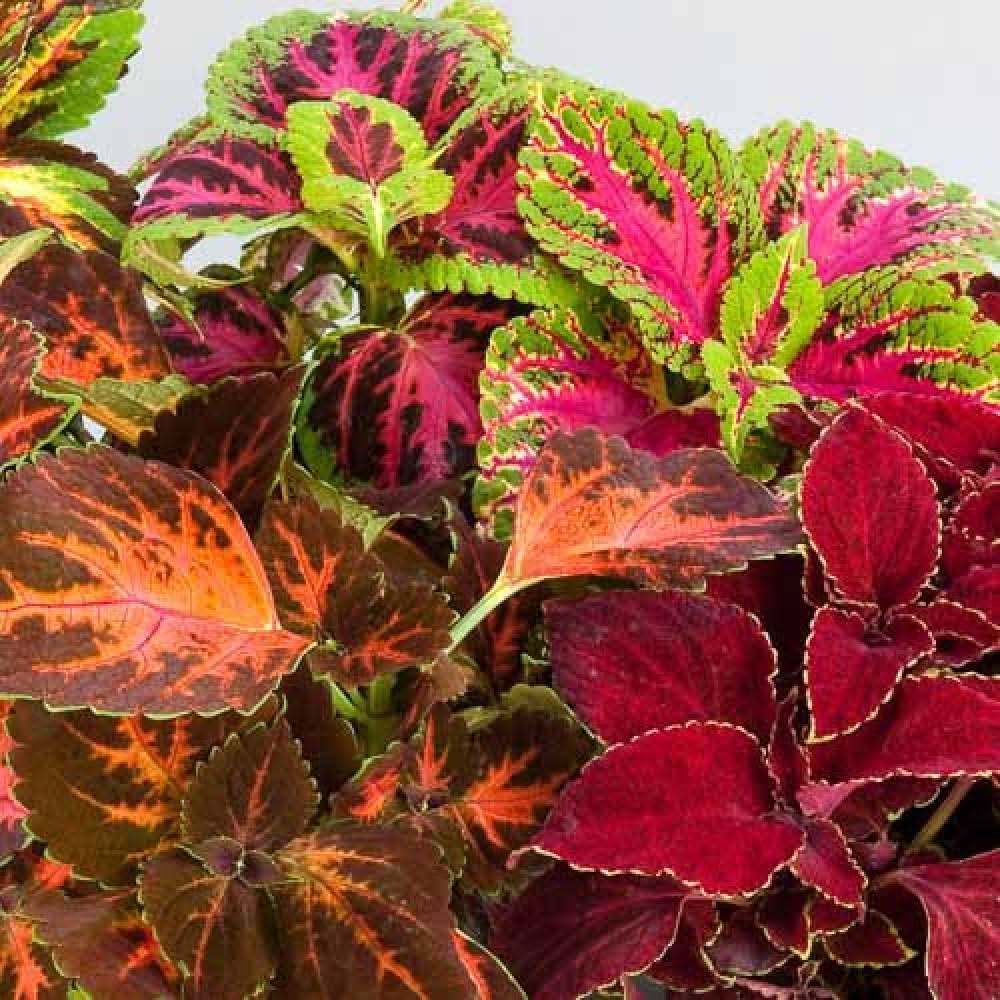 coleus solenostemon flower seeds