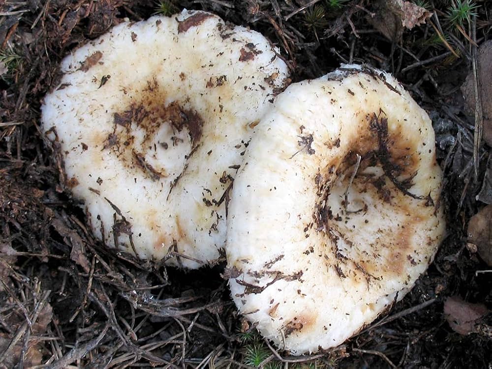 lactarius resimus flower seeds