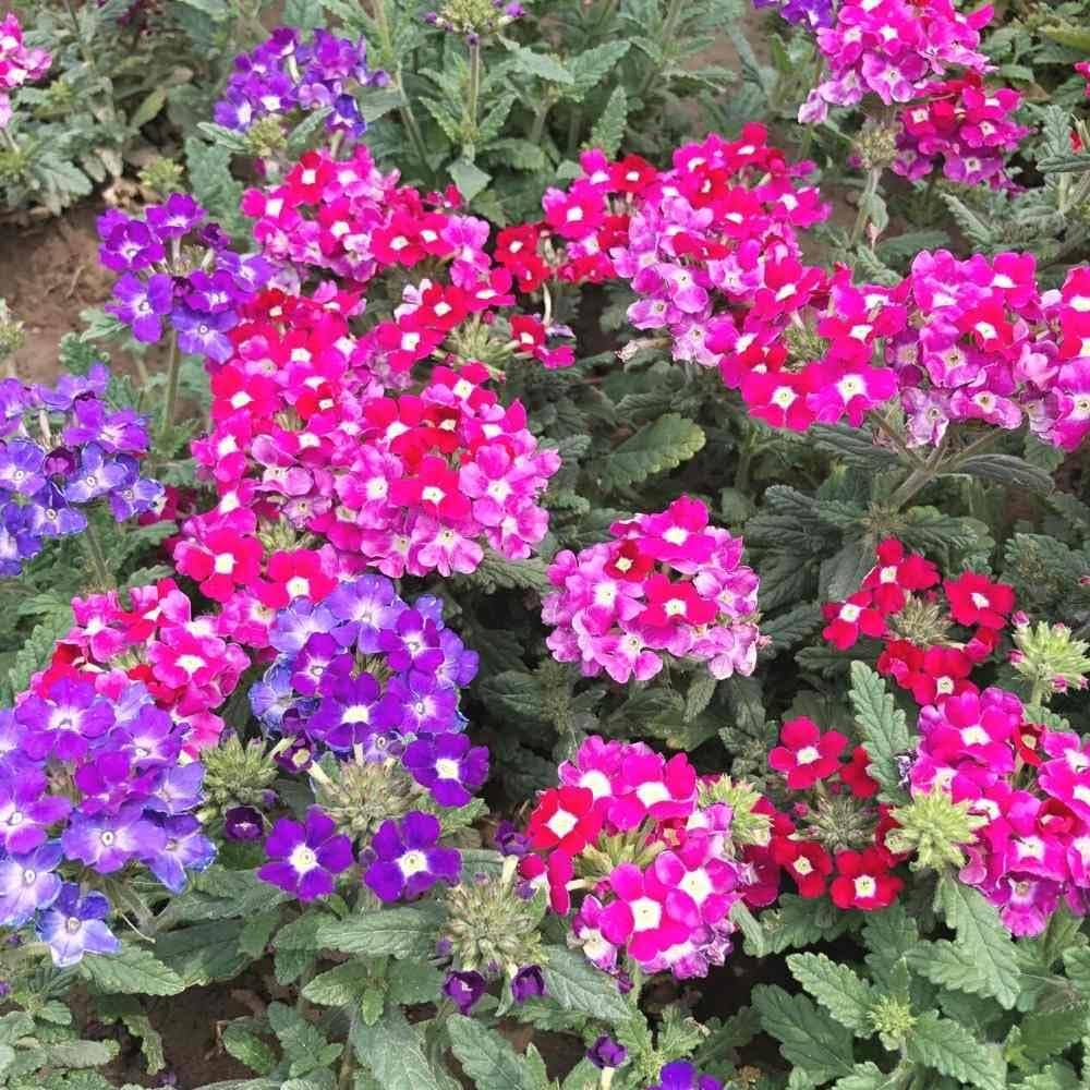 Burgundy Verbena Flower Seeds for Planting - 100 pcs