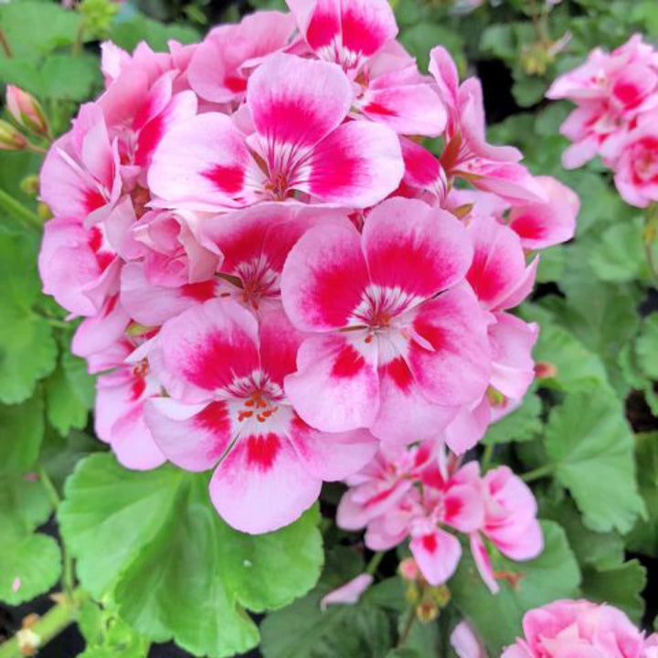 Fresh Geranium Flores Flower Seeds for Planting, Pink 100 pcs