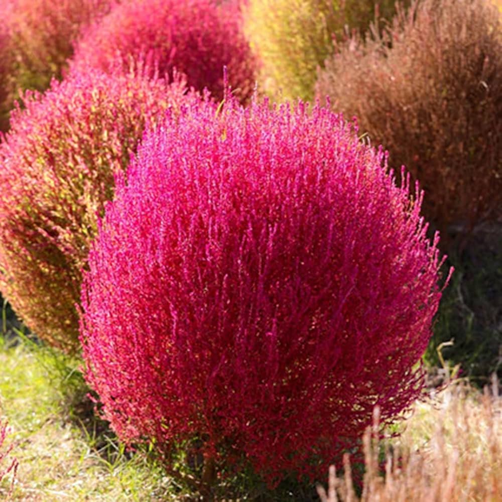 burning bush flower seeds
