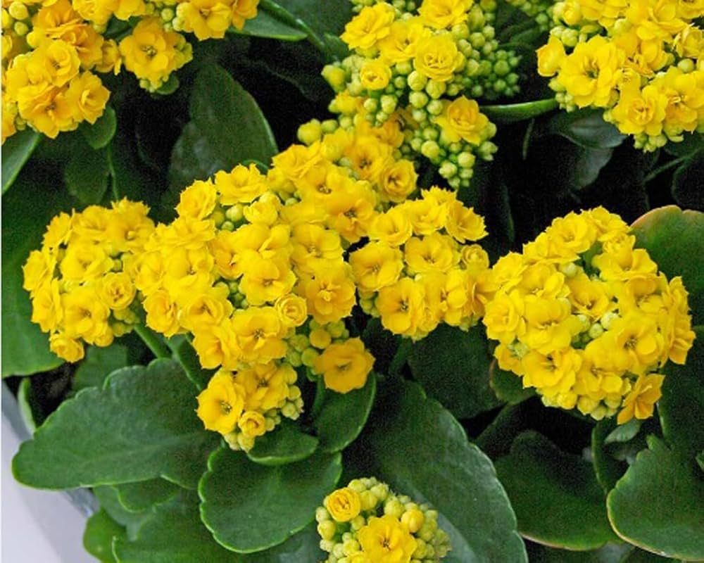 Heirloom Non-GMO Kalanchoe Flower Seeds for Planting – Fresh Succulent Blooms for Indoor Gardens