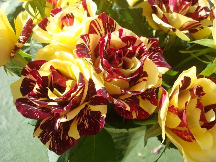 Maroon Yellow Rose Flower Seeds for Planting – Heirloom, Non-GMO, High Germination Organic Garden Seeds