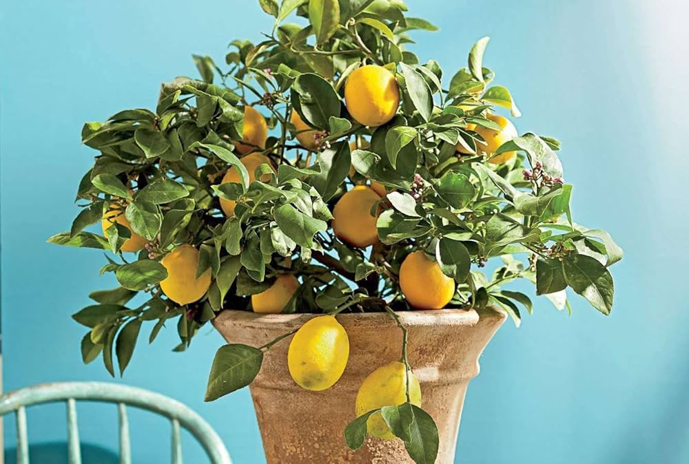 meyer lemon flower seeds