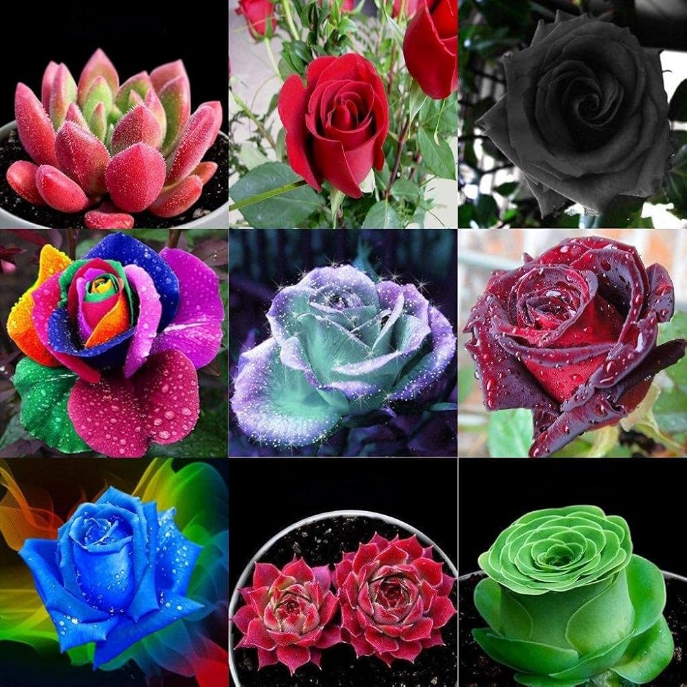 mini rose flower seeds