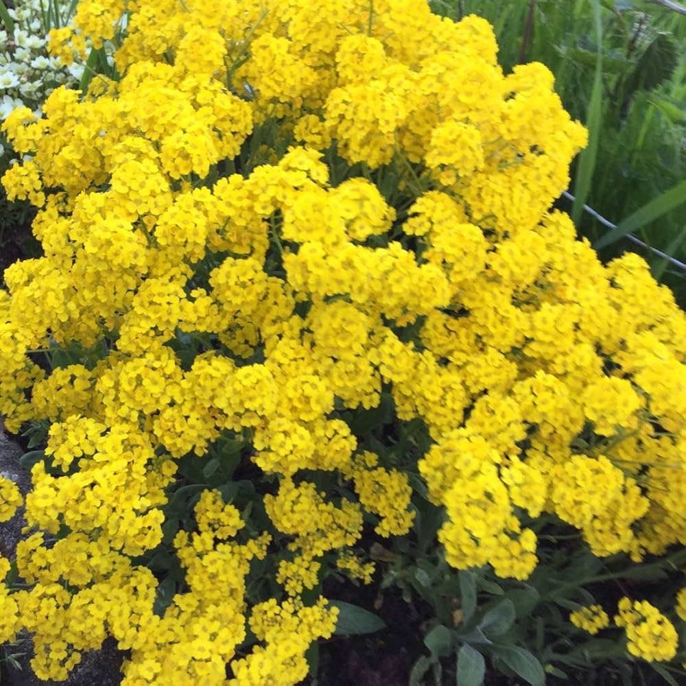 basket of flower seeds