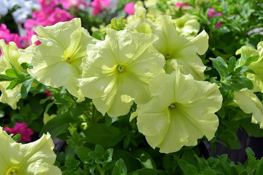 Blue Lime Green Petunia Flower Seeds for Planting - Heirloom, NON-GMO, Easy to Grow Garden Blooms