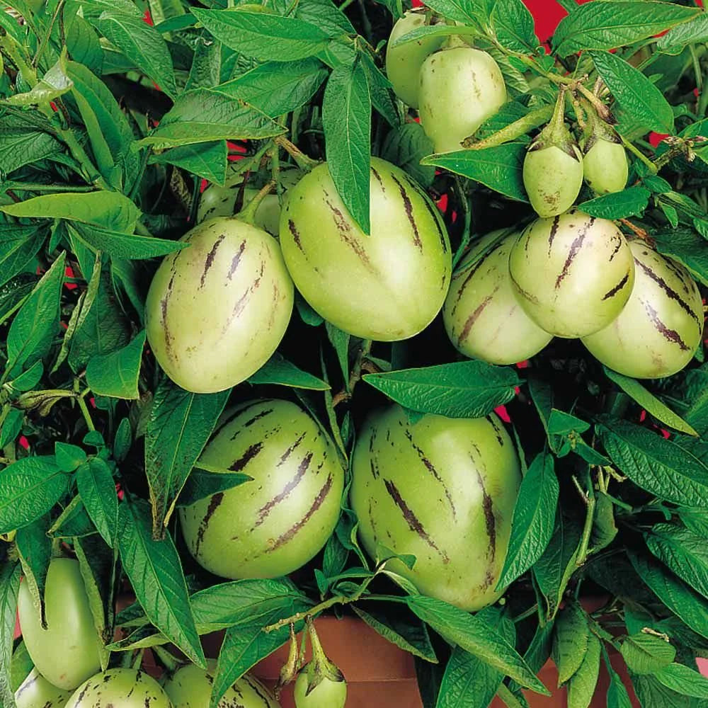 Pepino Melon Fruit Plant (Solanum muricatum) Seeds for Planting - A Rare and Sweet Melon-Like Fruit to Enhance Your Garden