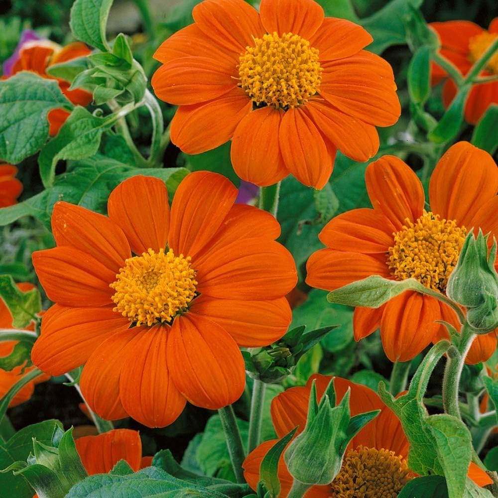 Orange Tithonia Speciosa Blomsterfrø til udplantning, 100 stk