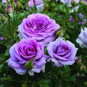 climbing roses flower seeds