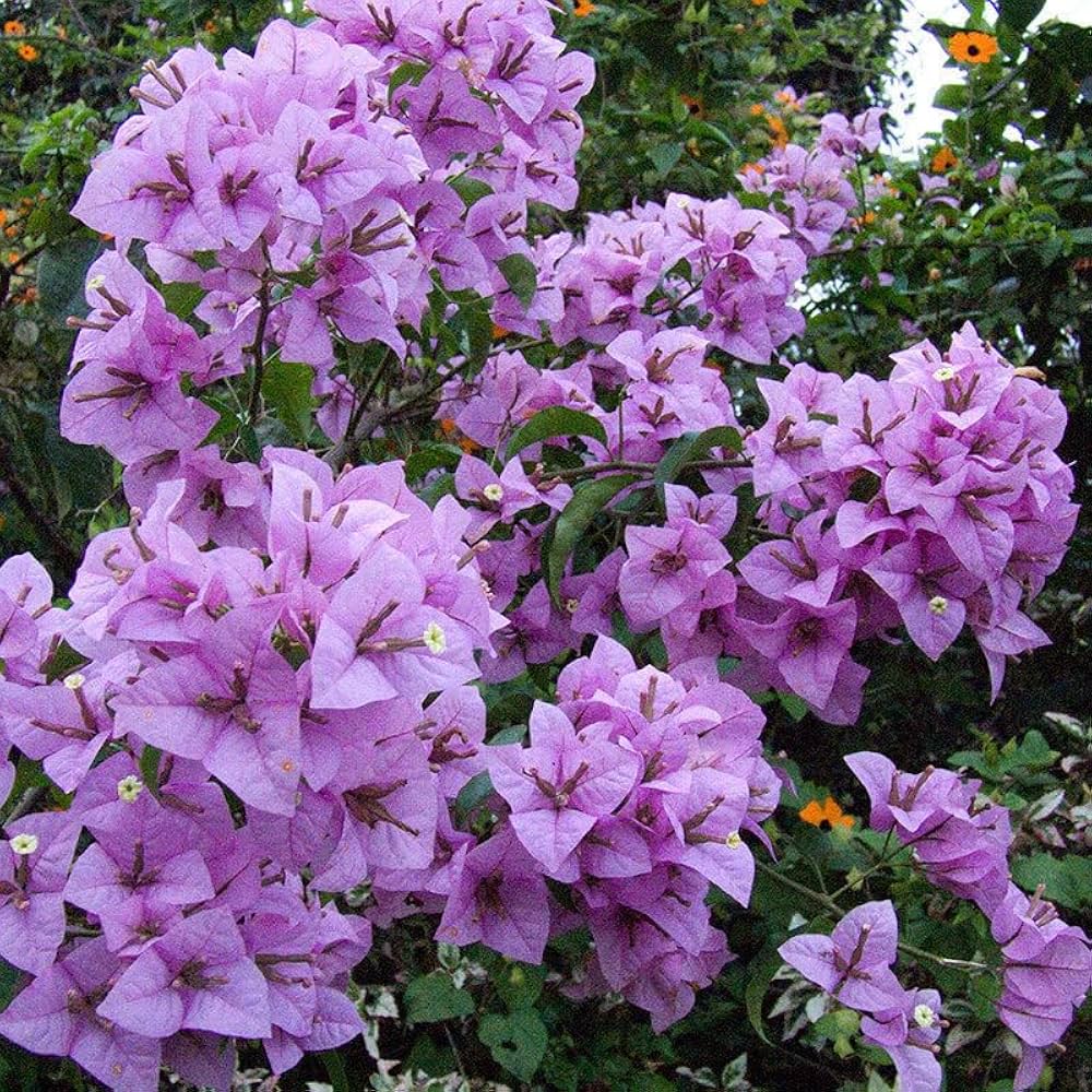 Light Purple Bougainvillea Flower Seeds for Planting - 100 pcs