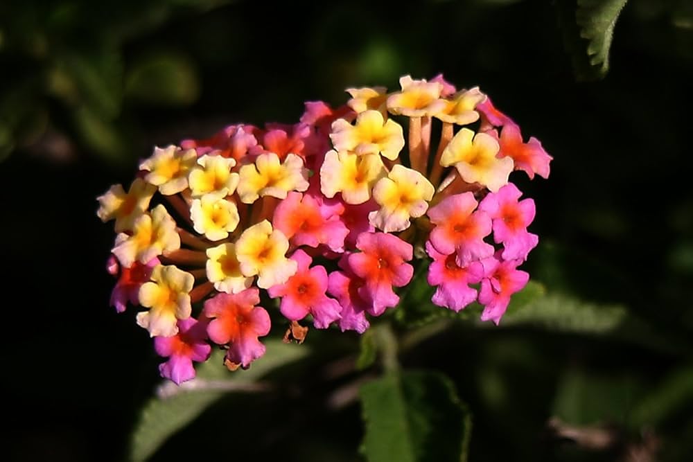 Feston Rose Lantana Flower Seeds for Planting – Heirloom, Non-GMO Garden Seeds