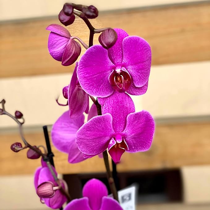 orchid orchidaceae flower seeds
