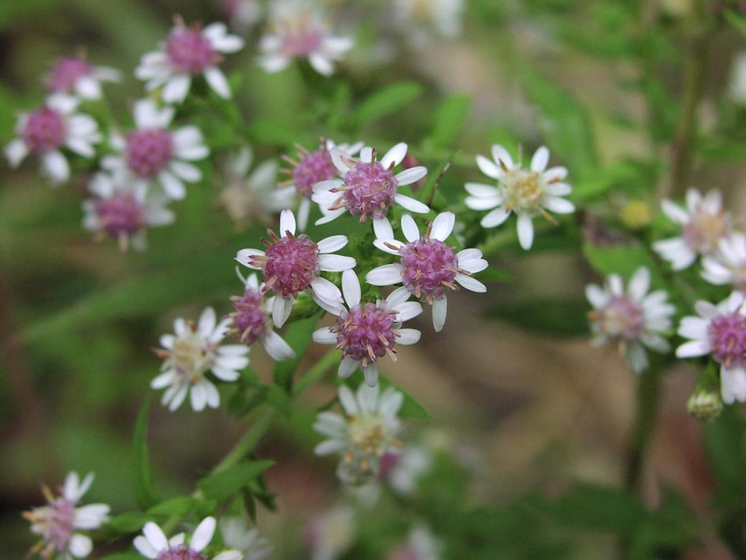 aster lateriflorus flower seeds