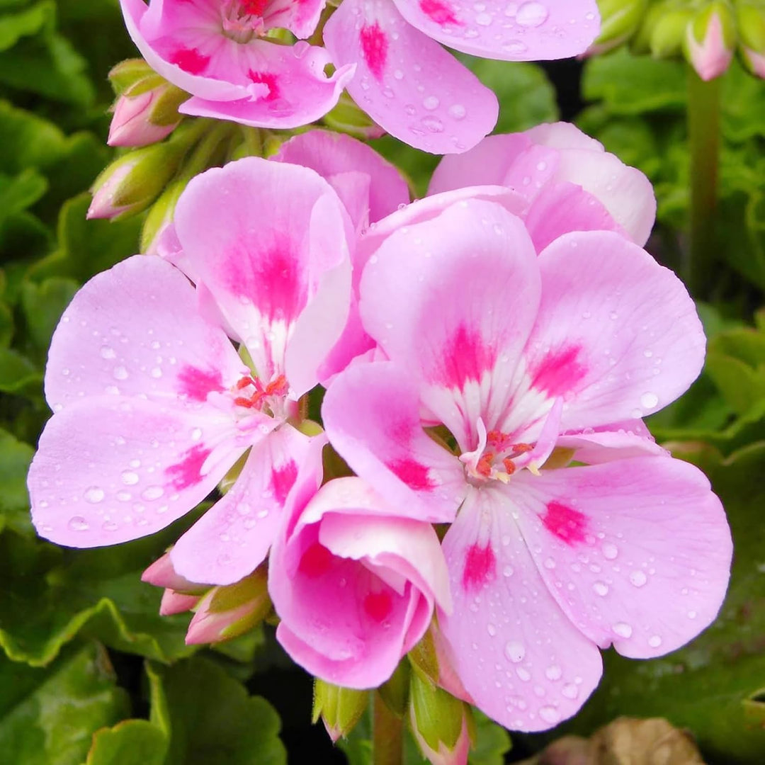 Geranium Baby Pink Flower Seeds for Planting 100 pcs