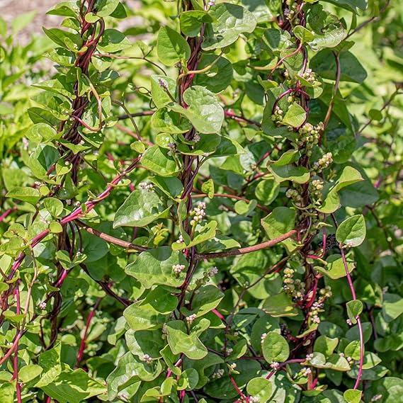 Malabar Spinach Seeds for Planting – High Yield, Fast-Growing Leafy Vegetable Seeds