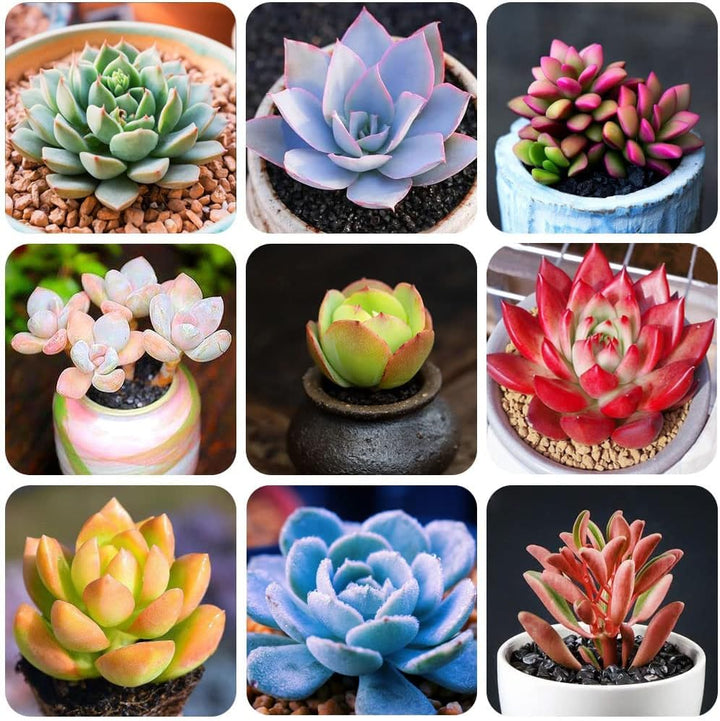 Mixed Succulent Flower Seeds – Heirloom Non-GMO Drought-Tolerant Seeds for Garden Planting