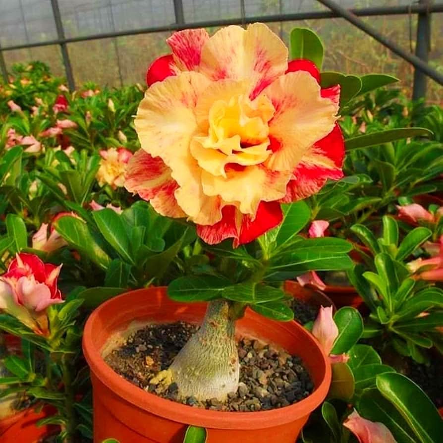 red edged flower seeds