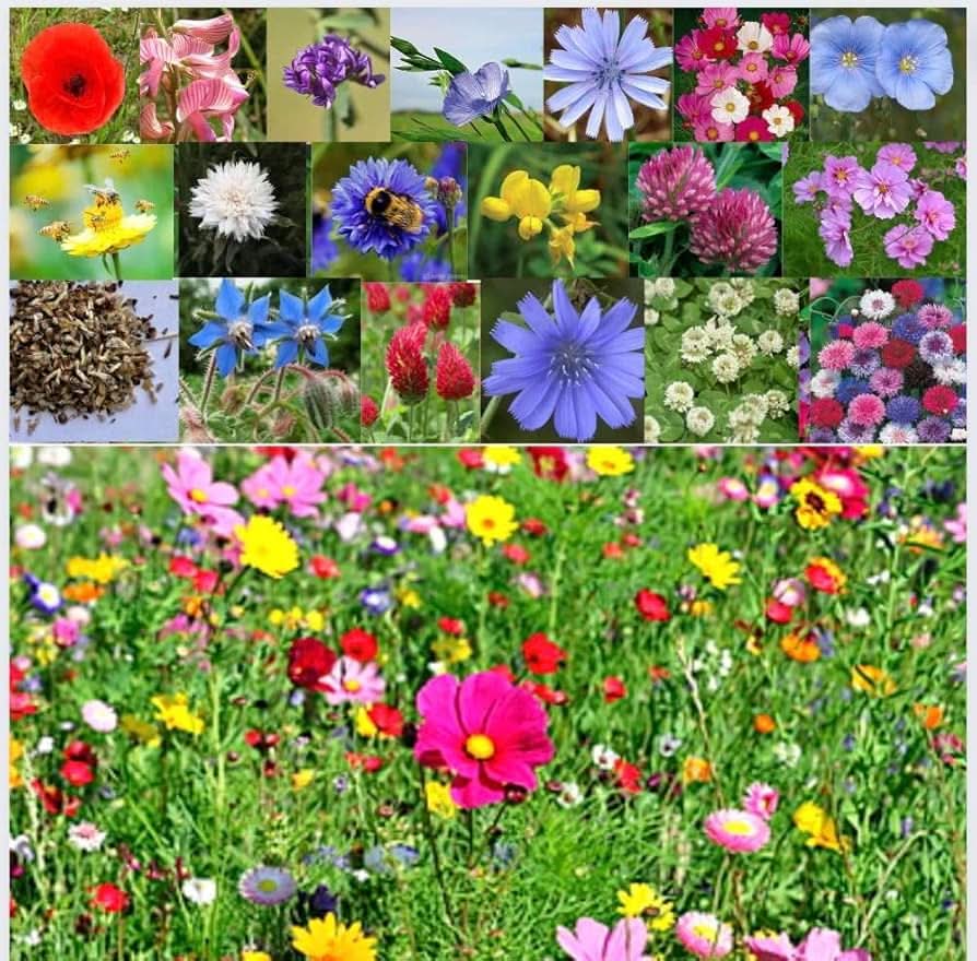 partial shade flower seeds