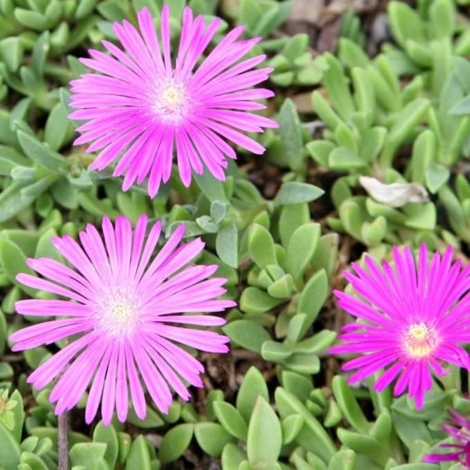 lavender succulent plant Organic Heirloom Non-GMO Lavender Delosperma Seeds for Planting – Succ – Neeraseeds