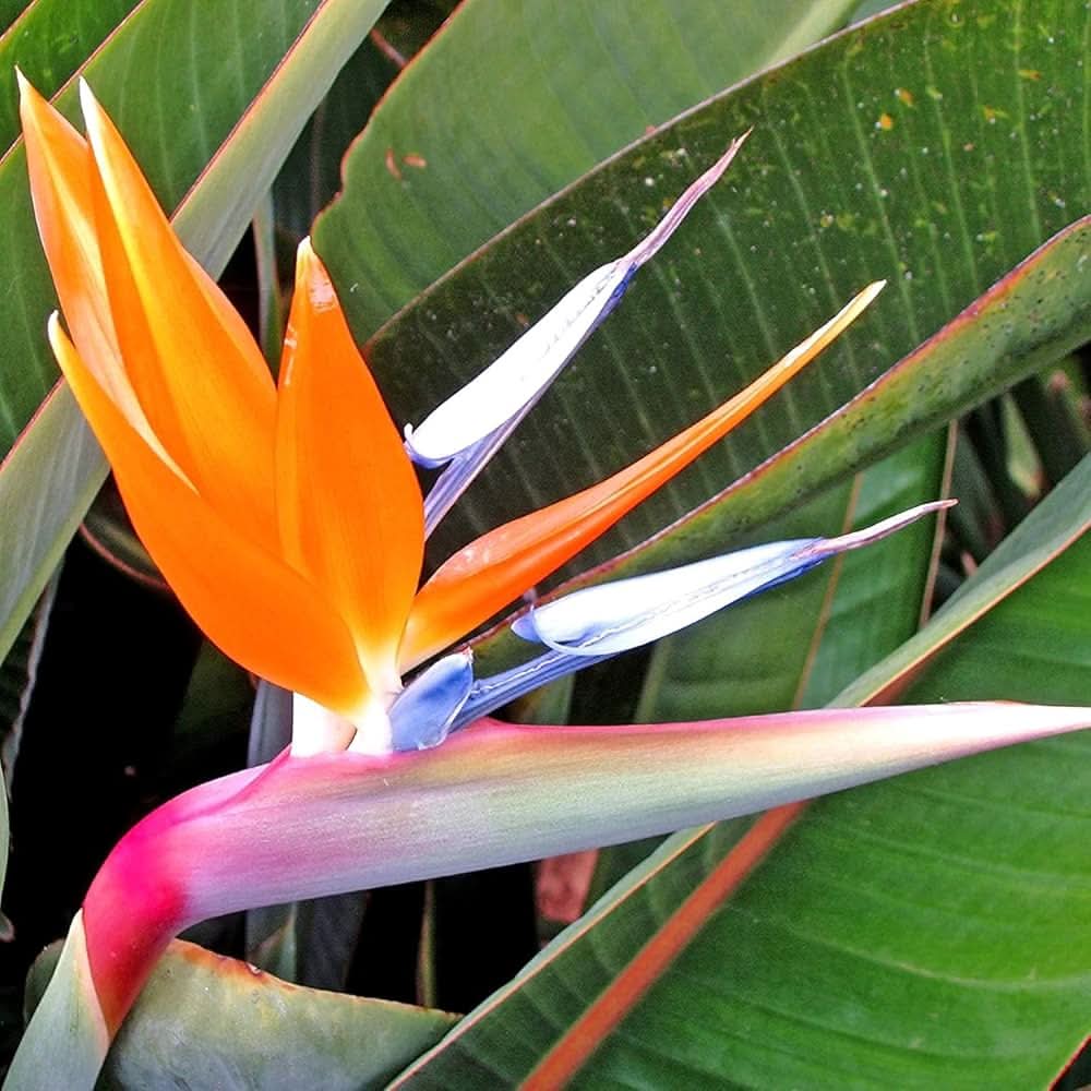 bird of flower seeds