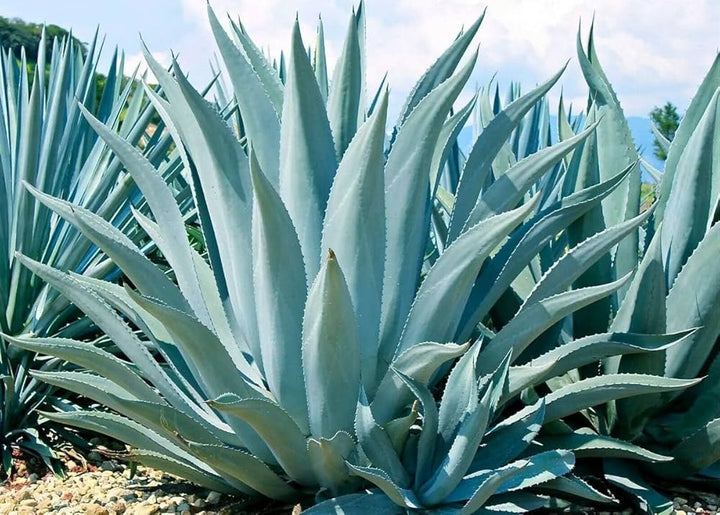 Organic Heirloom Mixed Agave Plant Seeds for Planting – Non-GMO, High Germination Drought-Tolerant Organic Garden Seeds