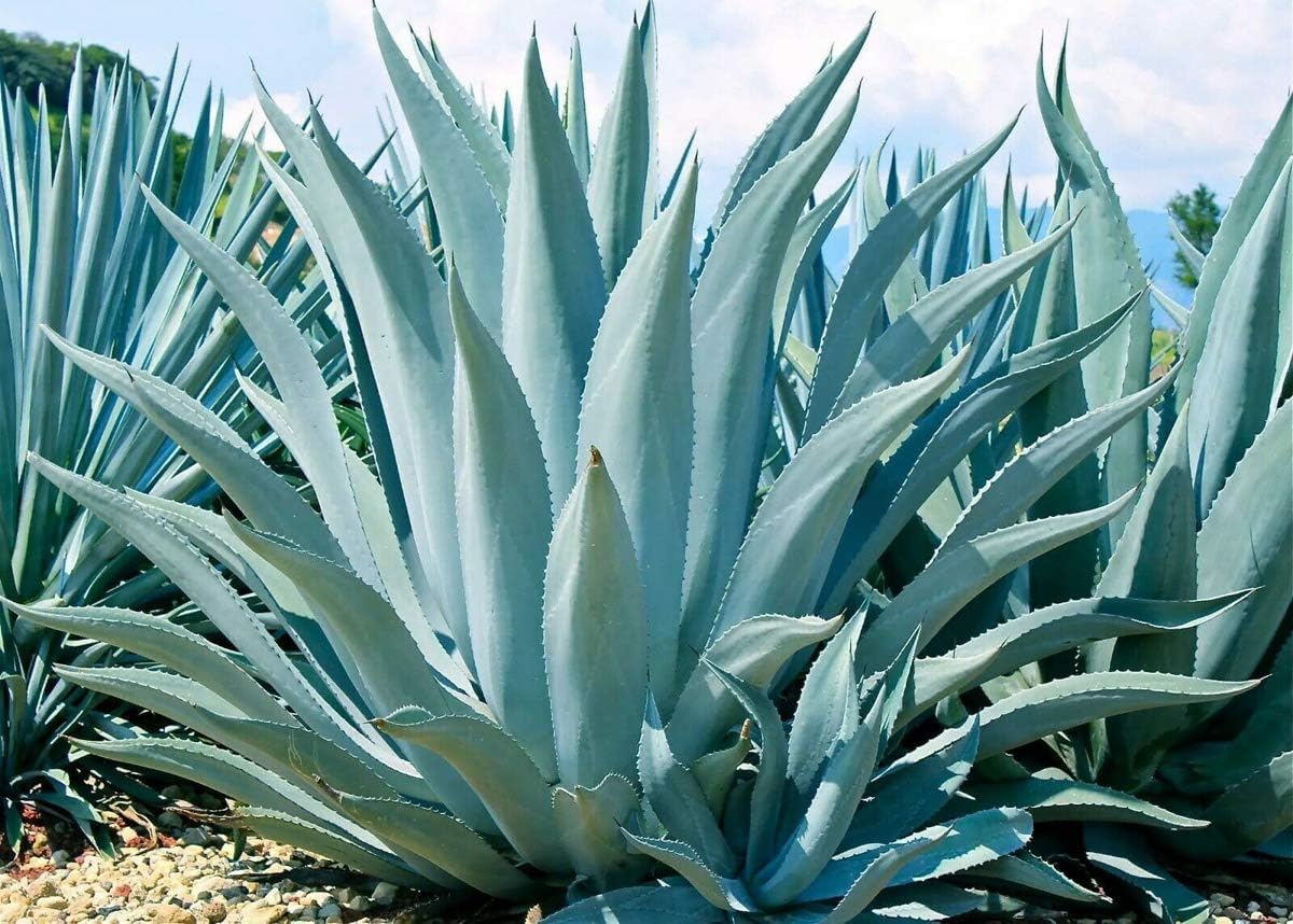 Organic Heirloom Mixed Agave Plant Seeds for Planting – Non-GMO