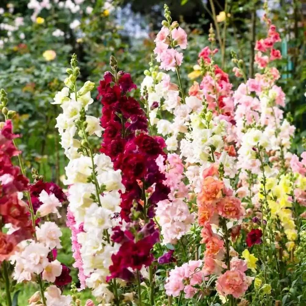 snapdragon antirrhinum flower seeds