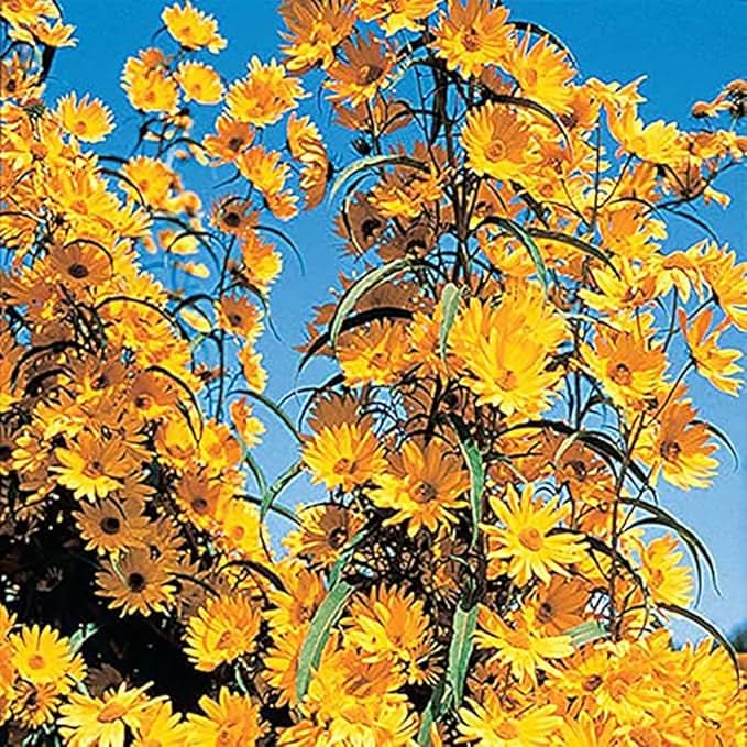 maximilian prairie flower seeds