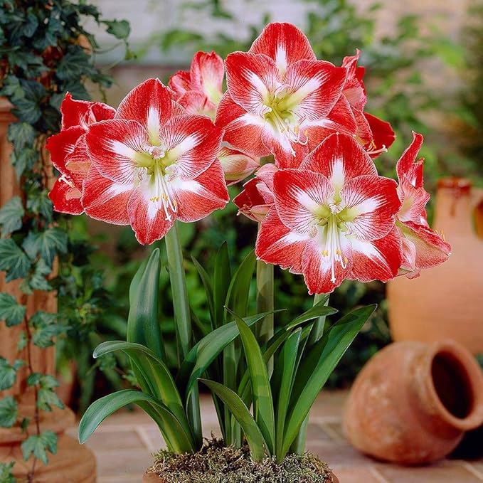 Amaryllis blomsterfrø til plantning, sund og levende, 100 stk