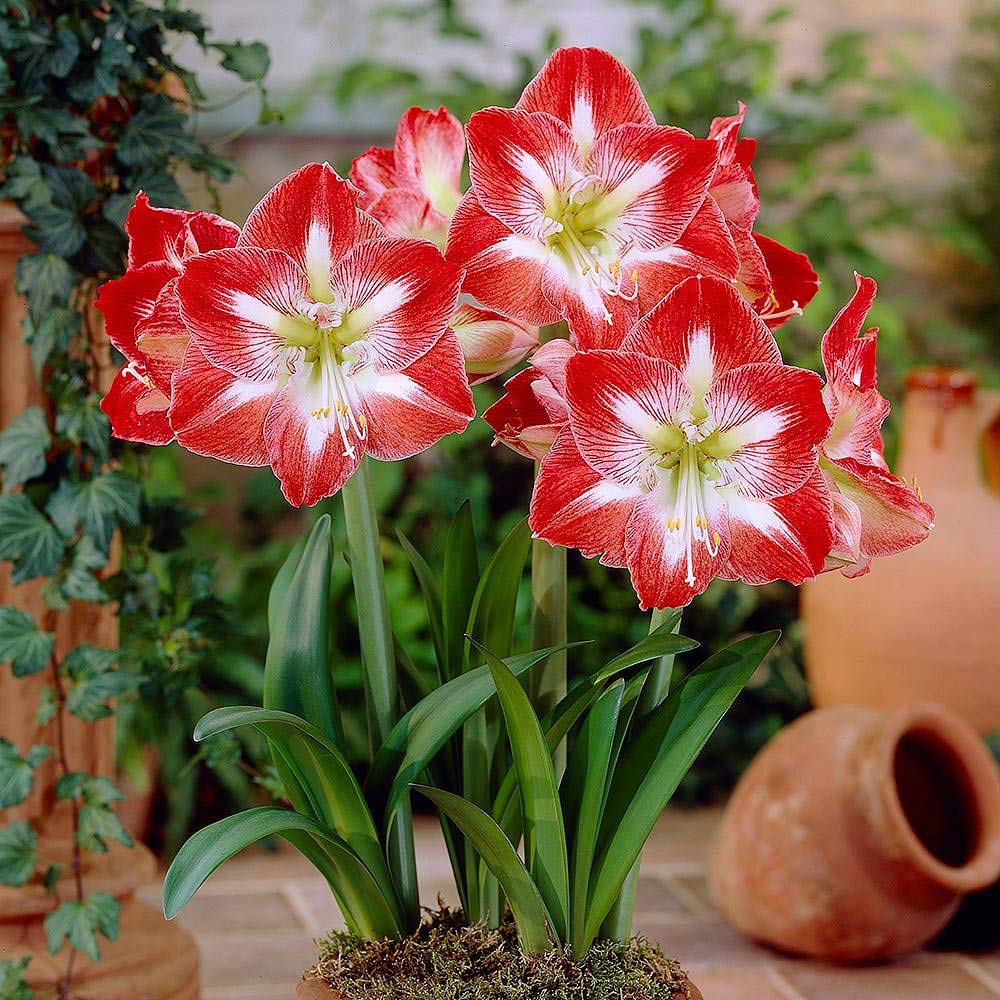 Red White Amaryllis Flower Seeds for Planting - 100 pcs